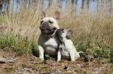 BOULEDOGUE FRANCAIS 202